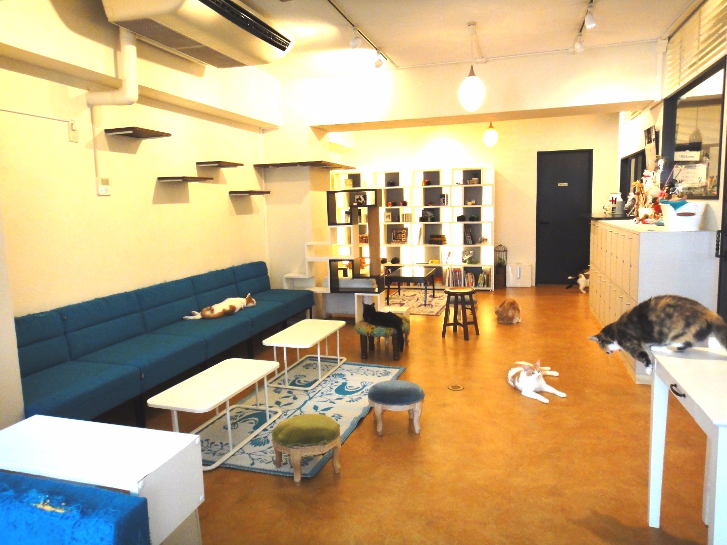 Neko Café